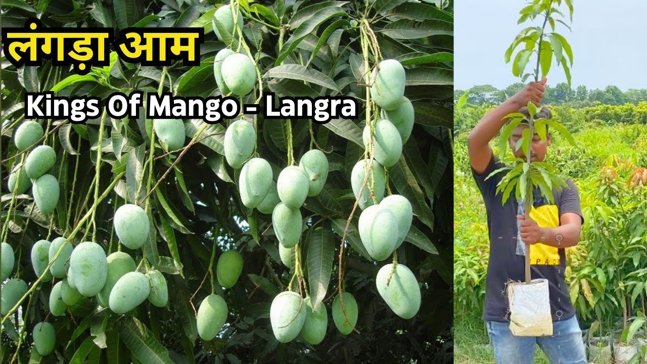 लंगड़ा आम | Langra Mango tree | लंगड़ा मैंगो की खेती कैसे करें | Desi Langra mango farming in India |