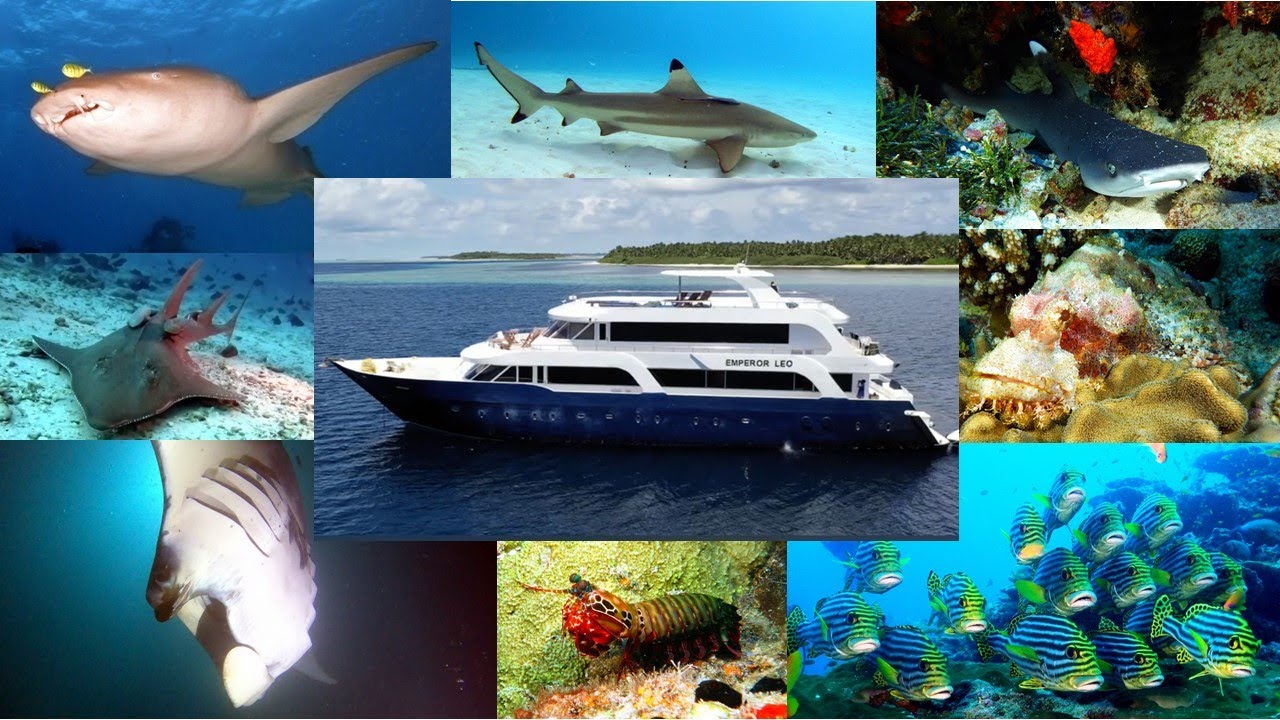 Best of Maldives