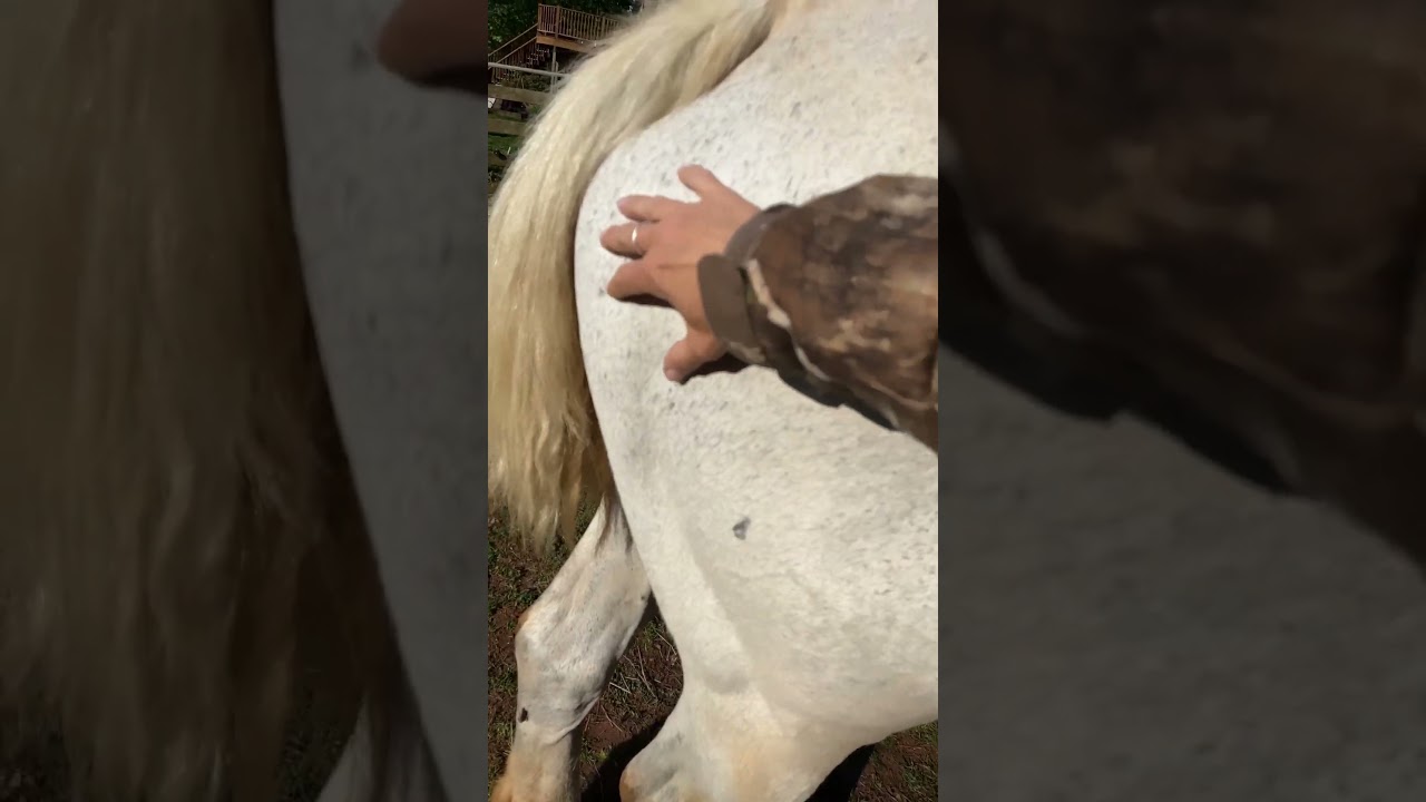 We are getting closer to foaling!