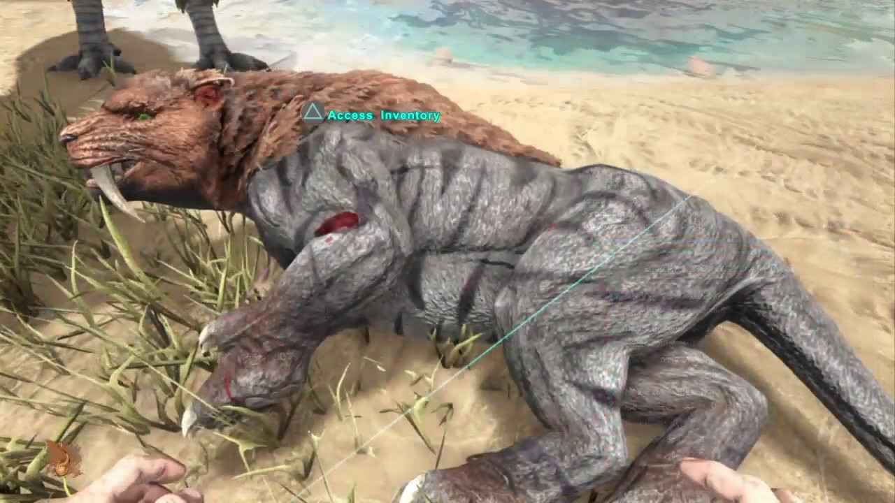 How to tame a Sabertooth in Ark
