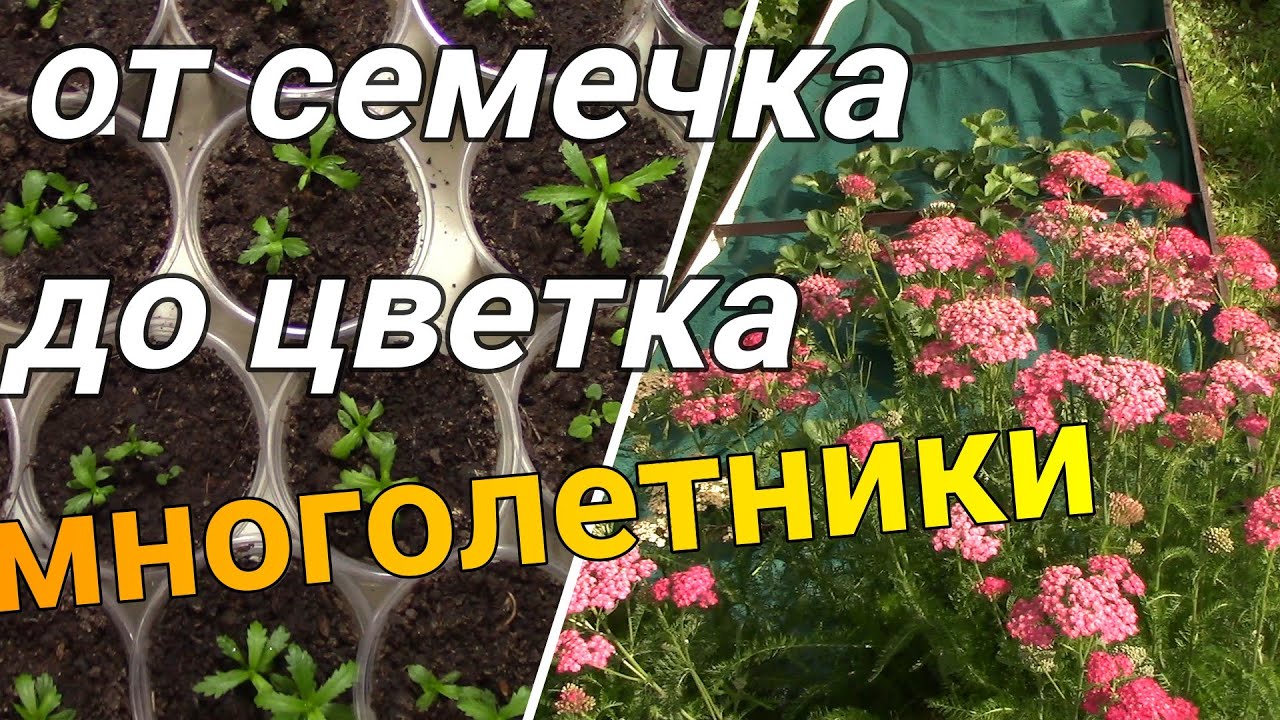 Многолетние цветы семенами - что получилось.