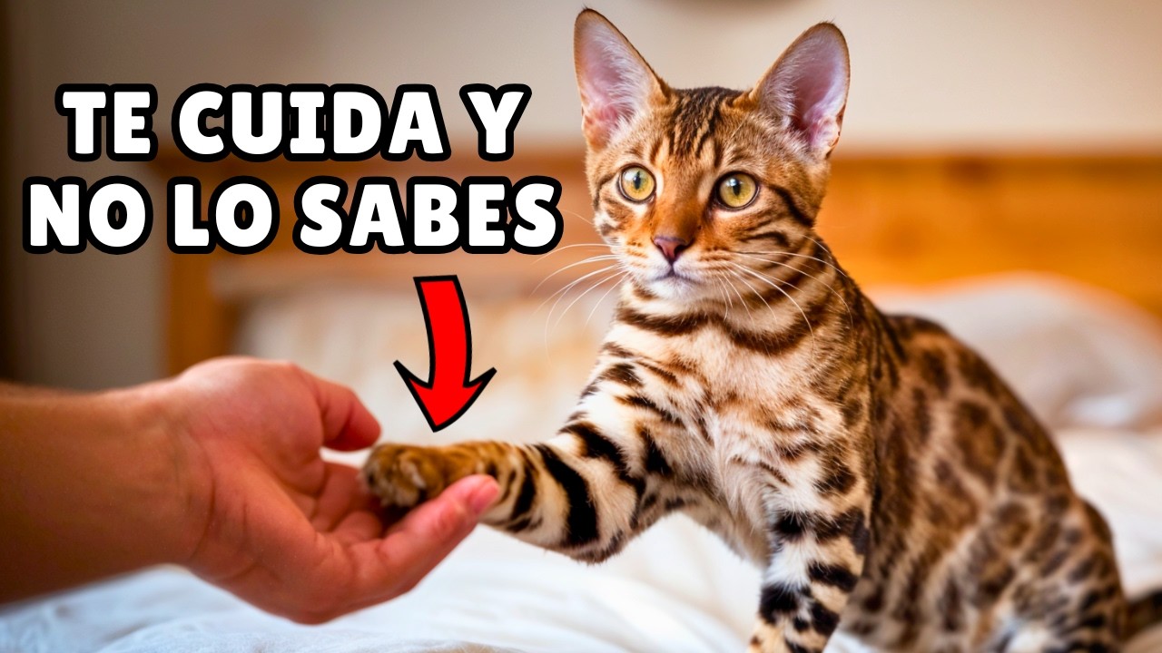 Cómo tu gato MEJORA TU VIDA en secreto cada día 😻 (14 cosas que hace por ti y tú no te enteras)
