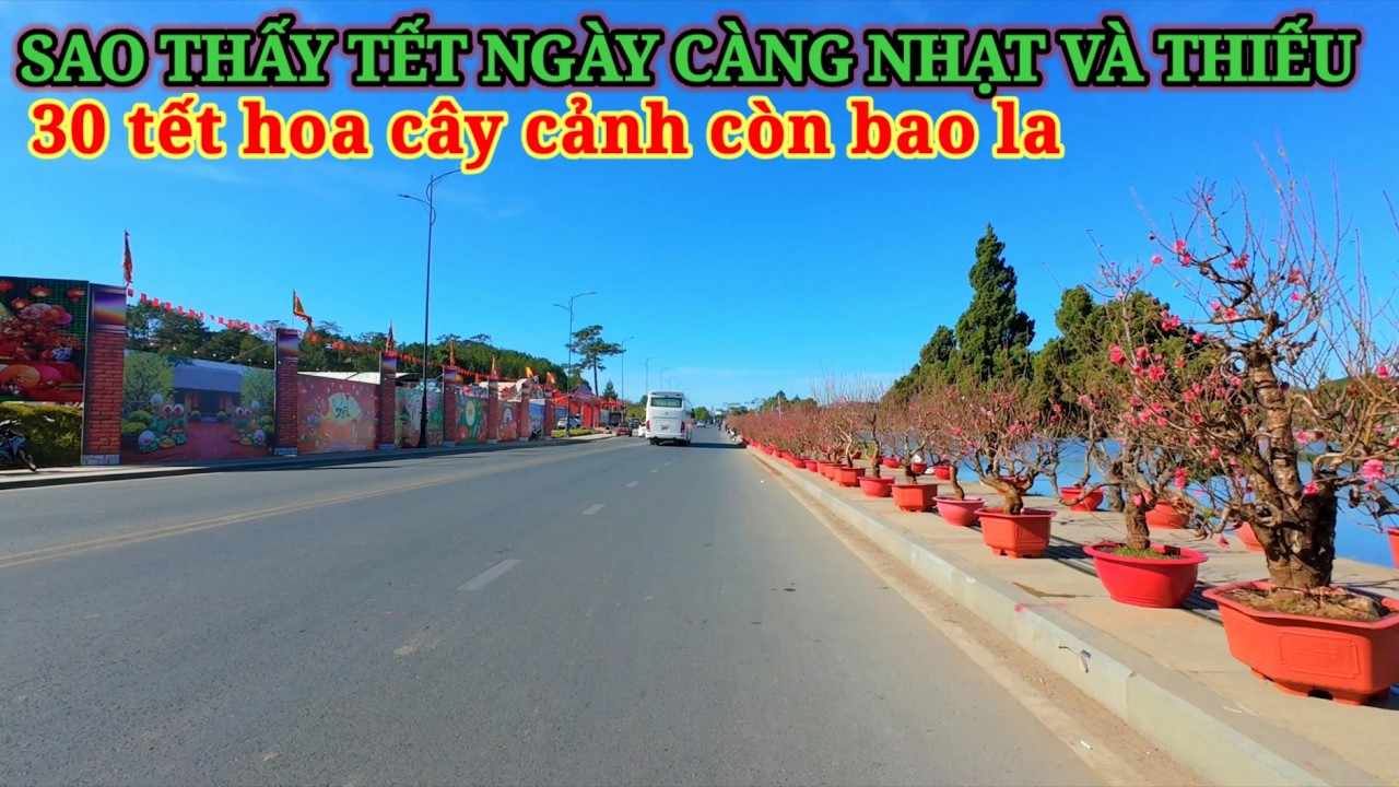 SAO THẤY TẾT CỨ NHẠT NHẠT THIẾU THIẾU. CÂY CẢNH Ở ĐÀ LẠT 30 TẾT CÒN BAO LA