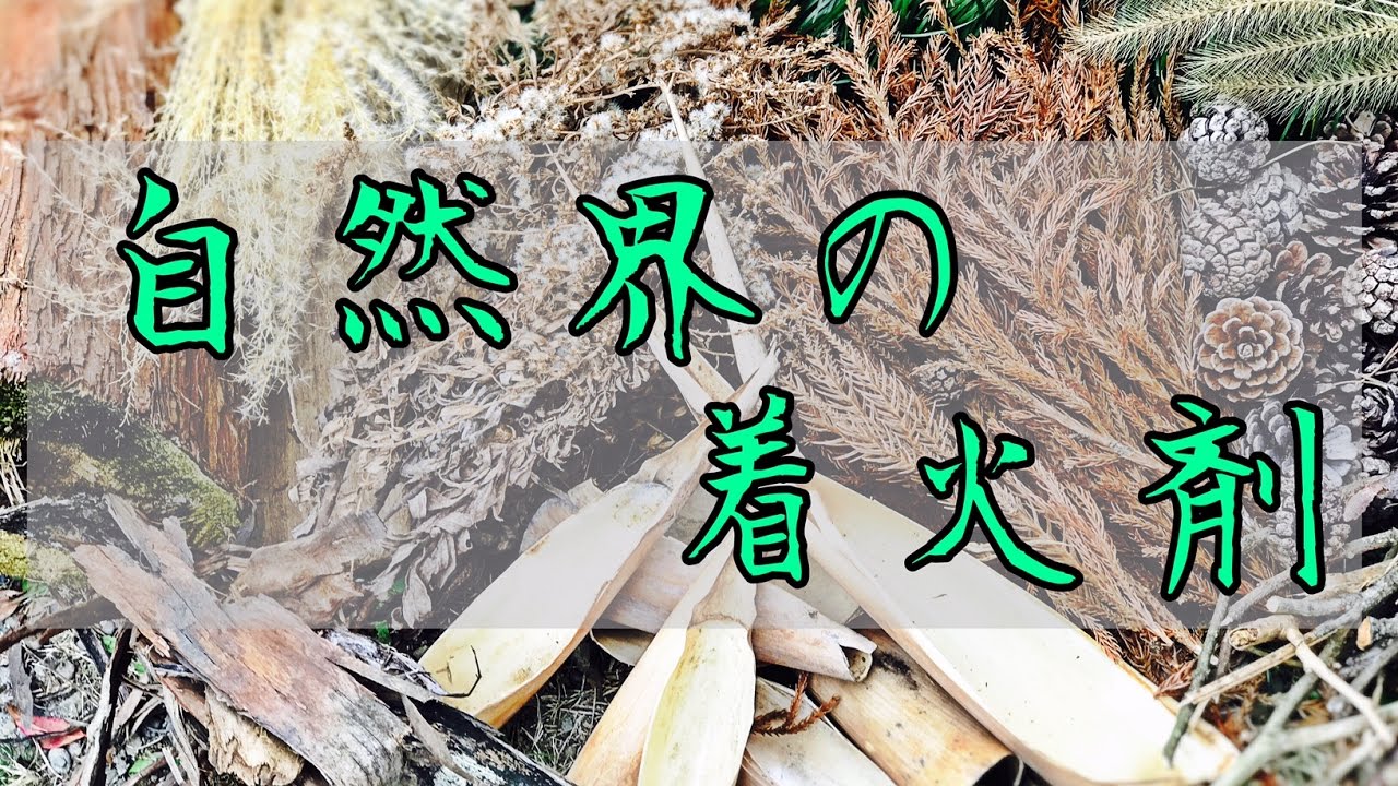 自然界にある着火剤　ブッシュクラフト　キャンプ　焚き火