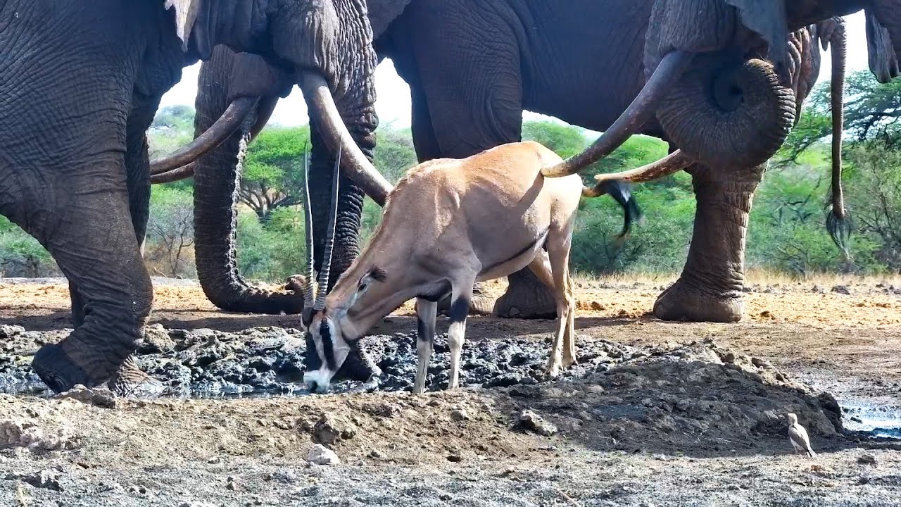Elephant Gently Pokes An Oryx