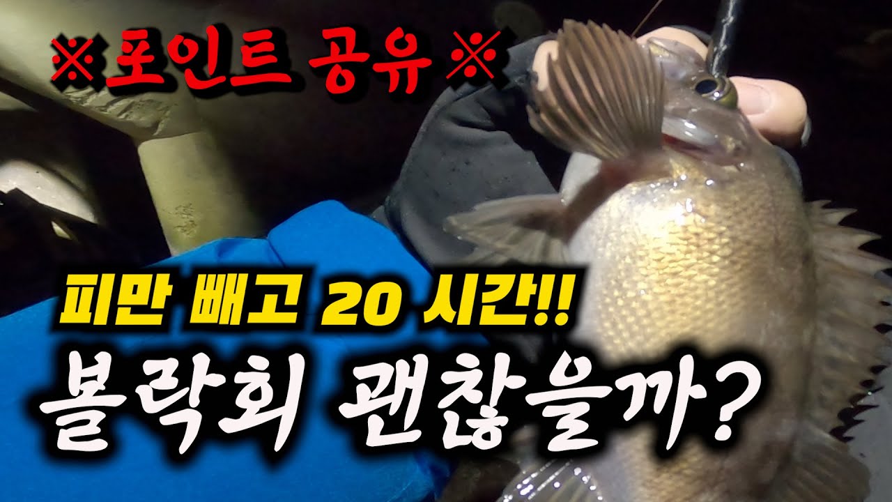 다음날 저녁에 먹어보는 볼락회!! [도보권 볼락낚시]