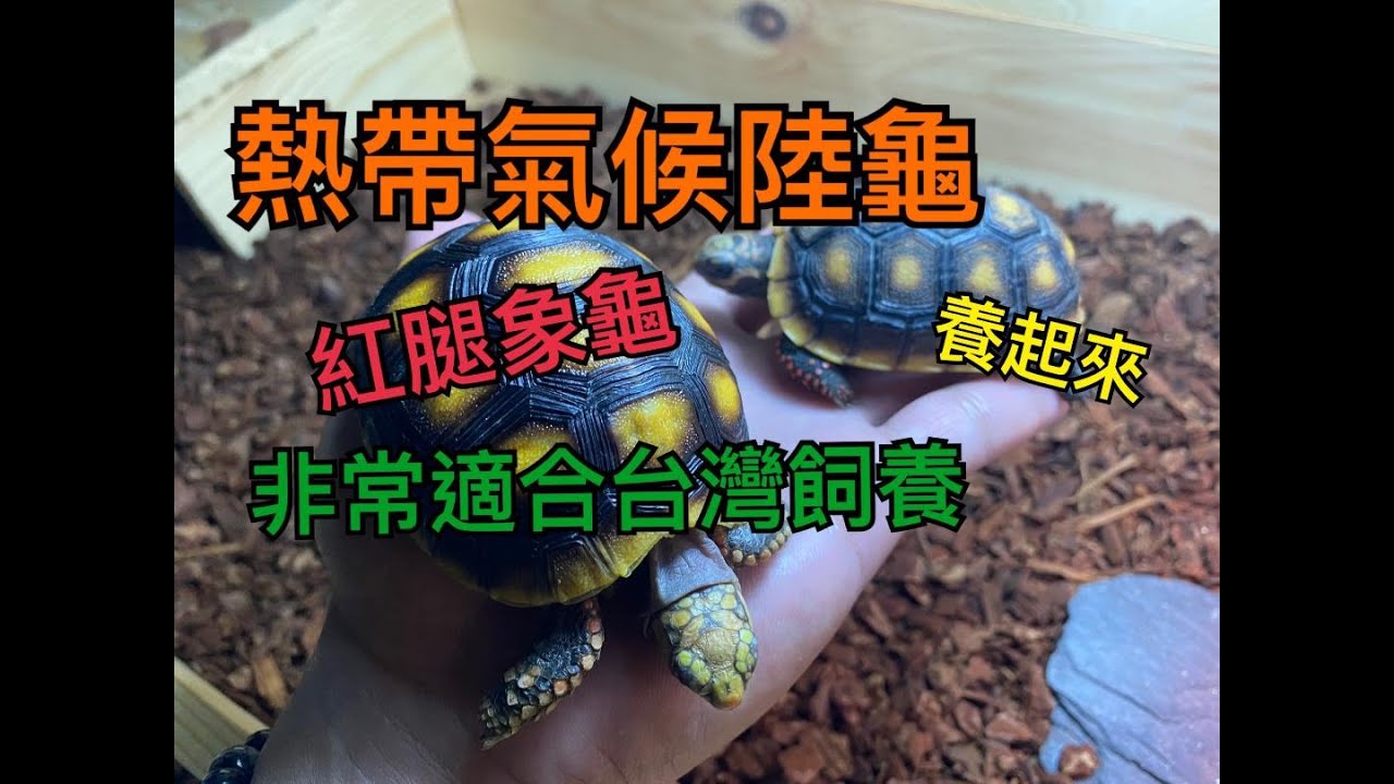 （小鍾養陸龜）紅腿象龜介紹分享 甲殼擦保護油 環境介紹