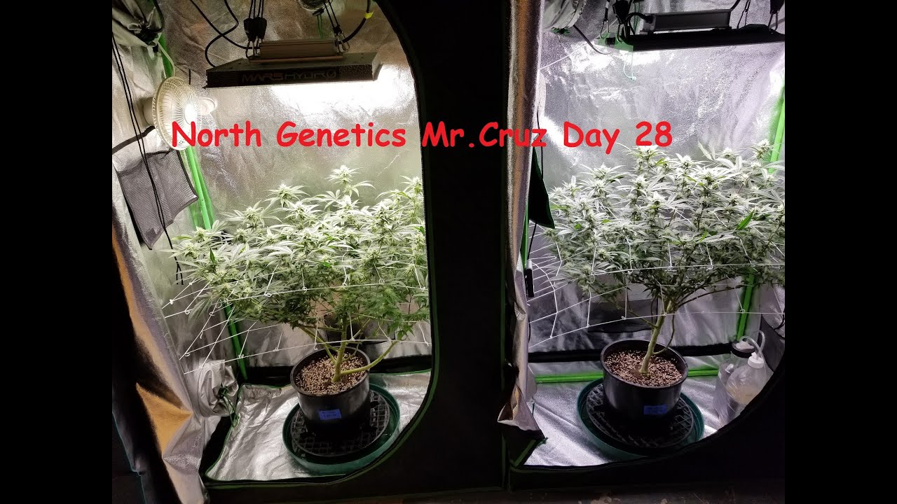 North Genetics Mr. Cruz 