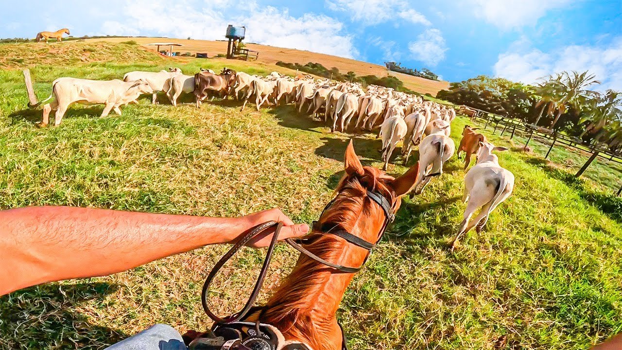 TROCANDO O GADO DE PASTO COM MEU CAVALO NA MINHA FAZENDA
