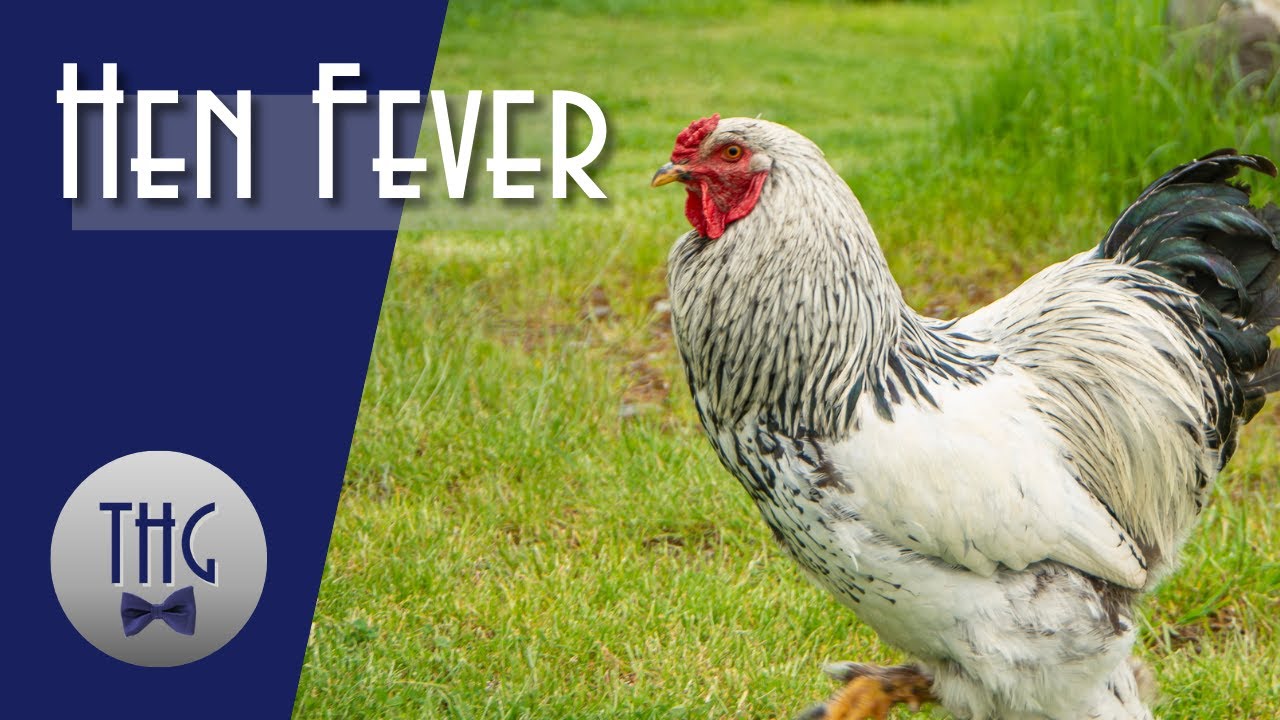 Hen Fever