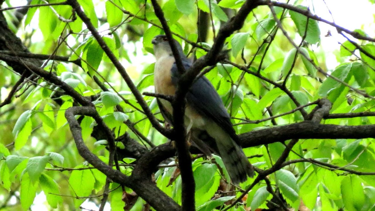 都市鳥 猛禽 ツミ♂ 繁殖期の鳴き声 Japanese sparrowhawk Male chirping in breeding season