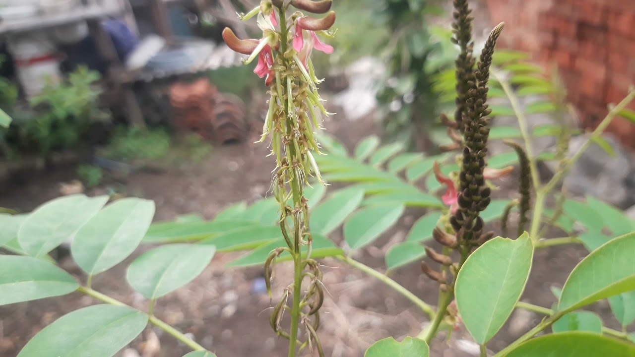 indigo vera protein tinggi sudah keluar kacang
