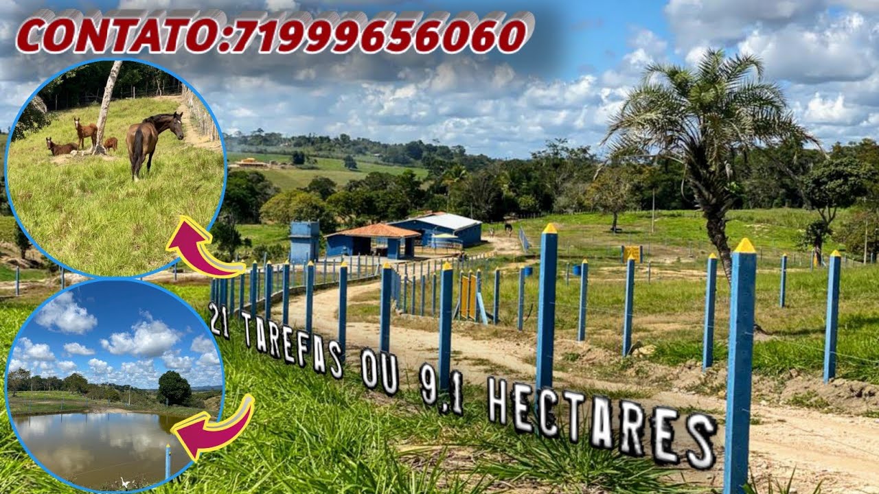 VENDE-SE ESTE LINDO SÍTIO(haras)EM AMARGOSA BAHIA.