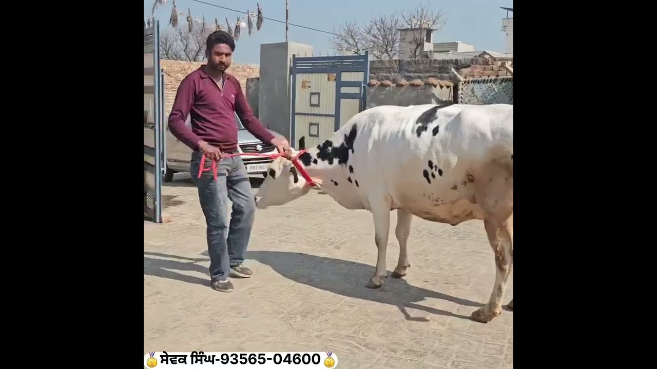 #farming #diaryfarming #cow #animalfarming #bullfarm #viral #viralshort #like #subscribe #share 