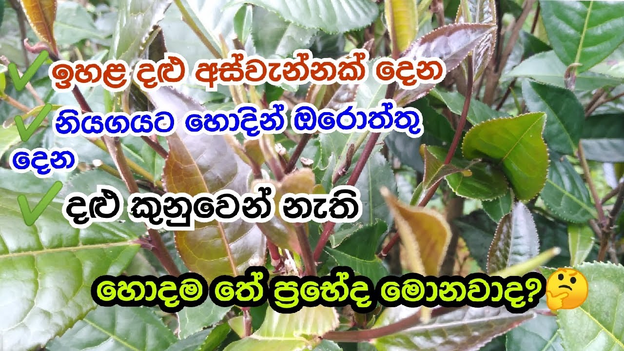 සිටුවීමට හොදම තේ ප්‍රභේදය මොකක්ද? මෙහෙමයි තෝරා ගන්නේWhat is the best tea variety to plant?