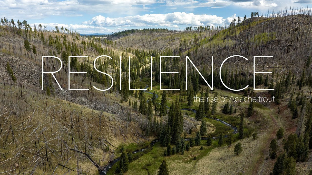 Resilience - The Rise of Apache Trout
