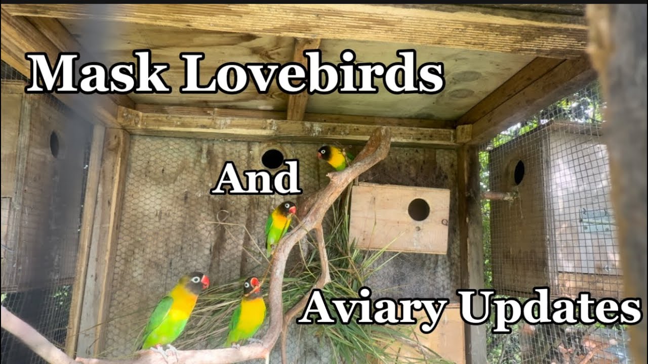 Mask Lovebirds and Breeding Update