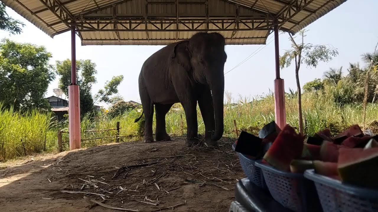 การถ่ายทอดสดของ พังน้องขันเงิน