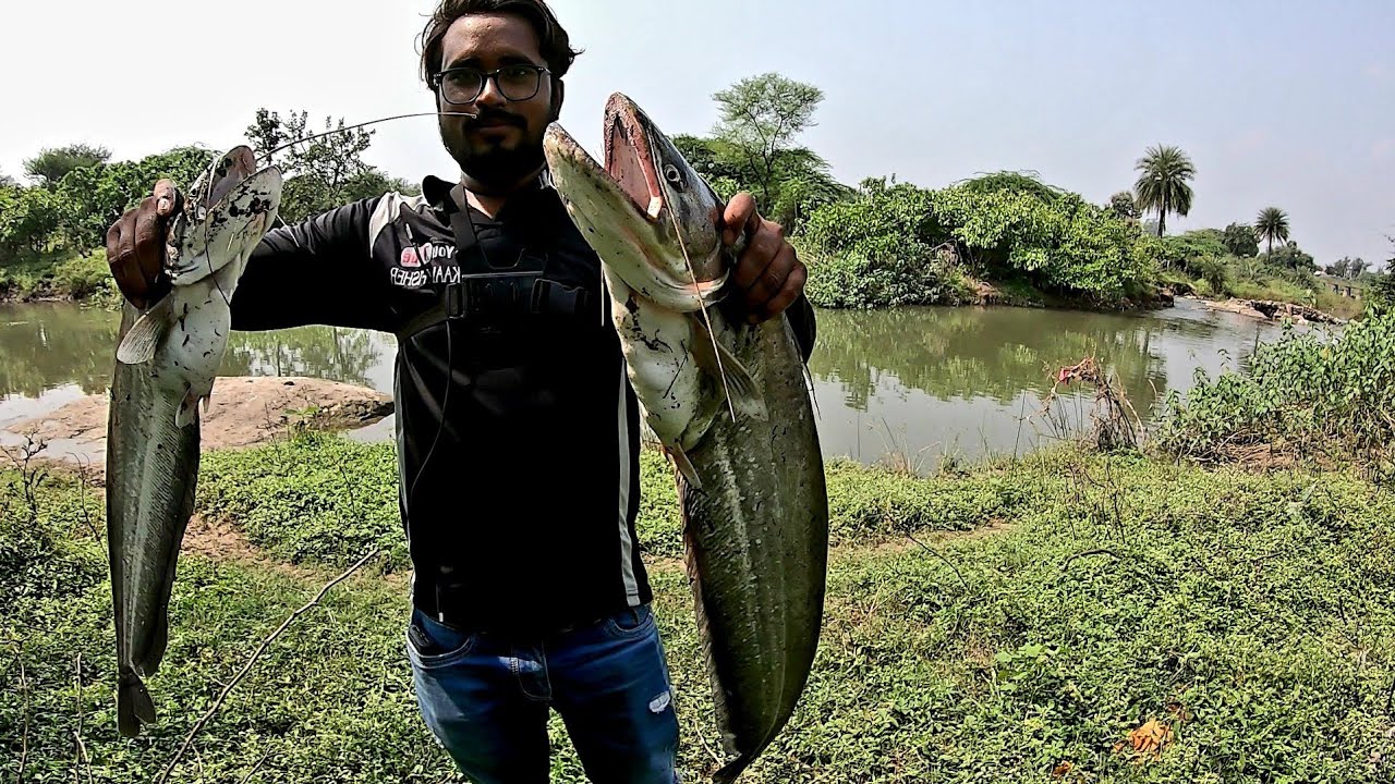 amazing patan fish catching || बड़ा  पटन मछलीयो का शिकार 》river monster