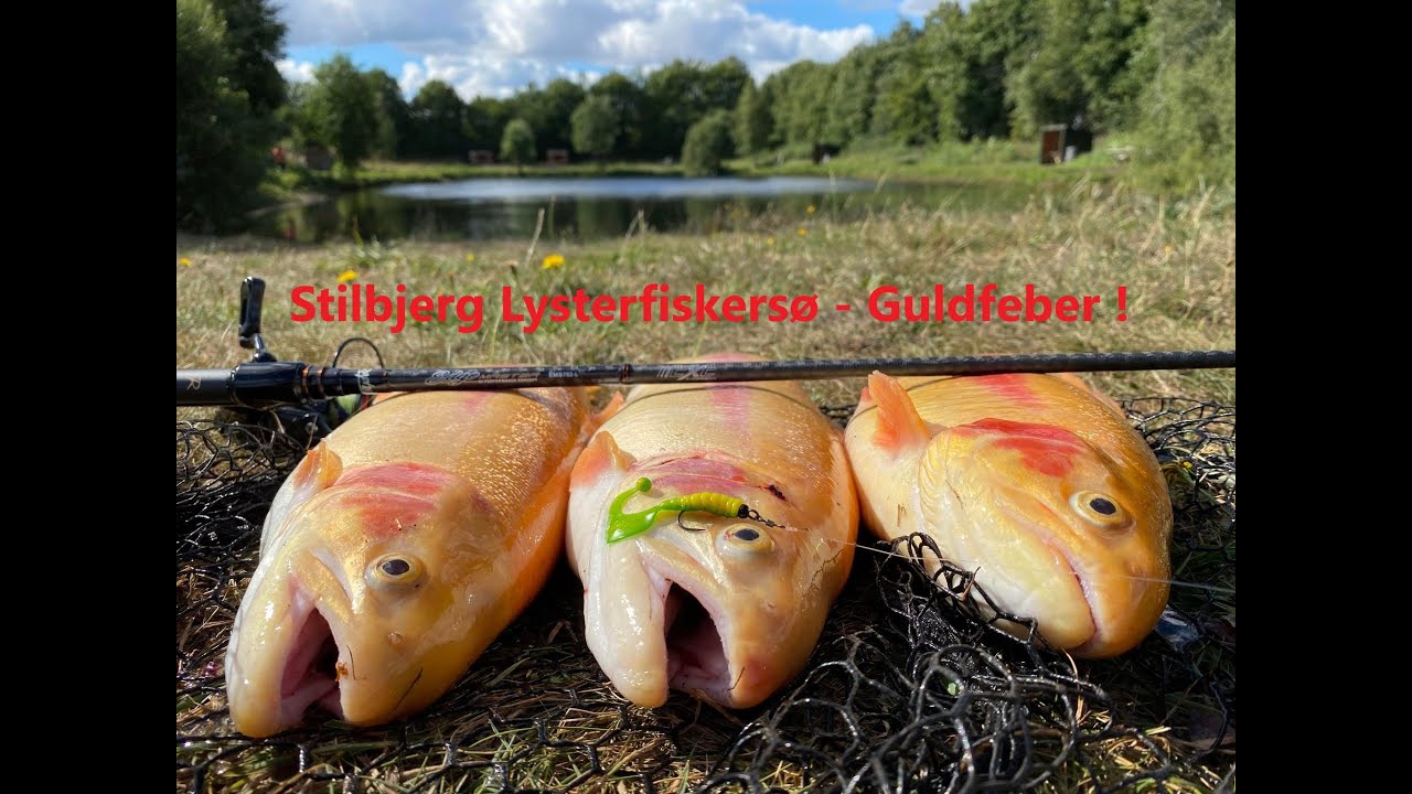Stilbjerg Lystfiskersø - TOTAL guldfeber ! Put and Take fishing