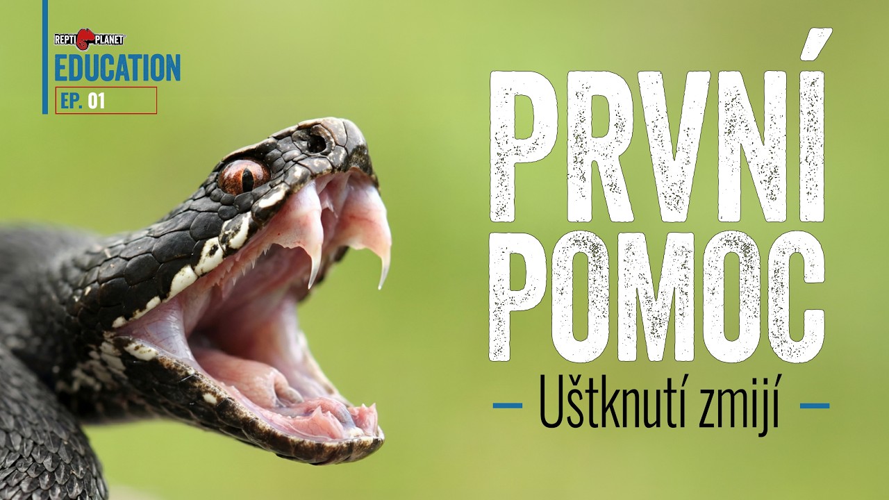 Co dělat při uštknutí zmijí / What to Do When Bitten by a Common European Viper?