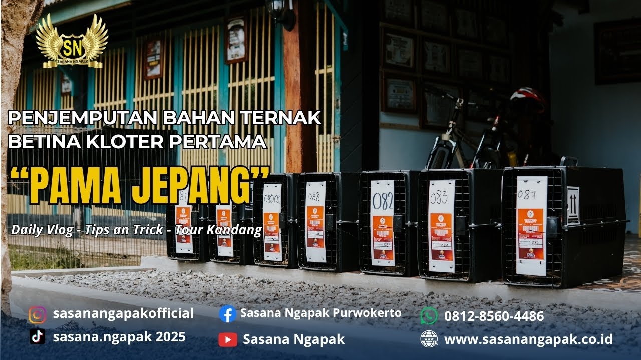 Penjemputan Bahan Ternak Betina “Pama Jepang” | Kloter Pertama Masuk Kandang SN