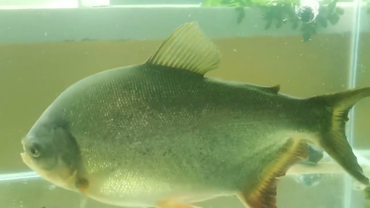 my 3 years old red bellied pacu