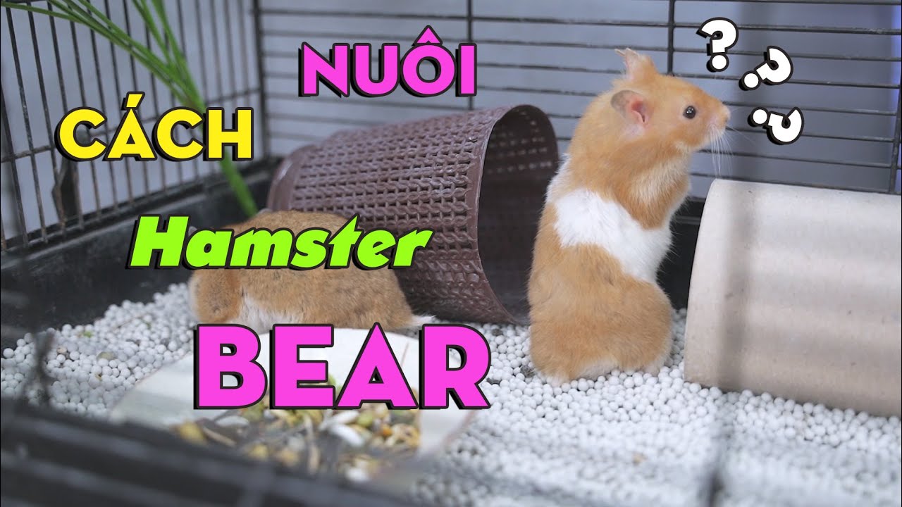 NHỮNG LƯU Ý KHI NUÔI CHUỘT HAMSTER BEAR  | Thiên Đường Thú Cưng #26