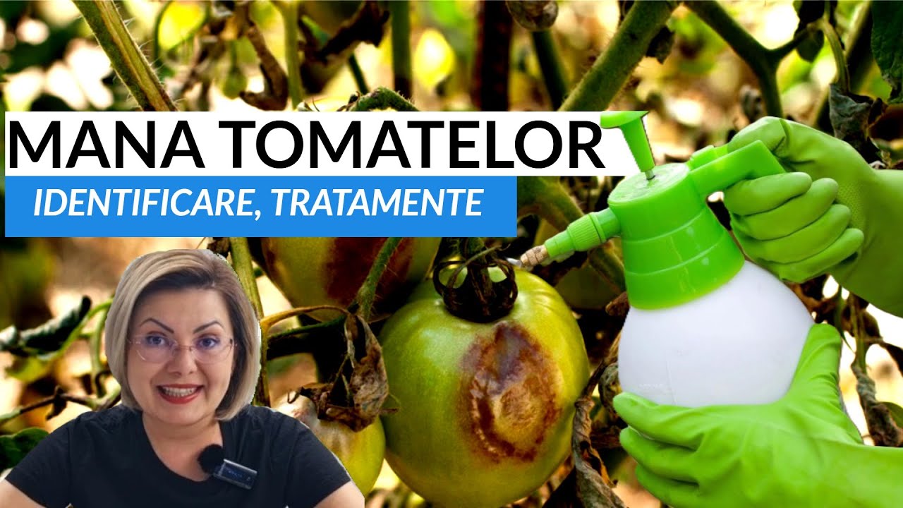 MANA TOMATELOR- identificare, prevenire, tratamente biologice