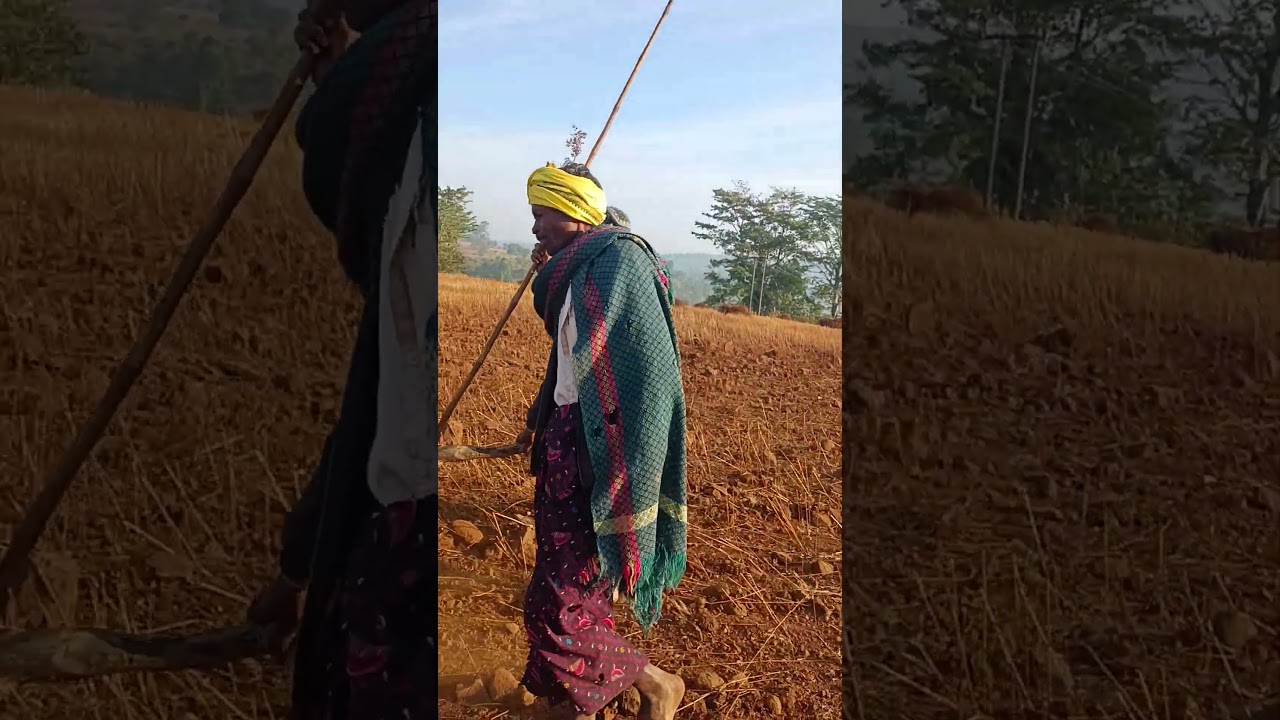 ददरिया गीत 