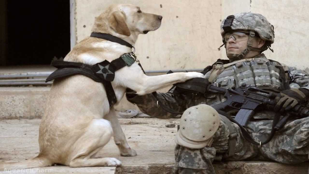 WAR DOGS: K-9 Warrior Tribute. Old and Wise ~ The Alan Parsons Project