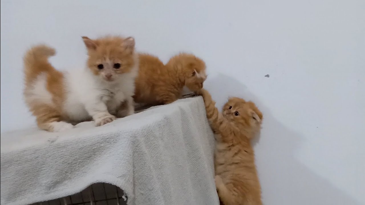 友達と遊んでいたかわいい猫がケージから落ちそうになった