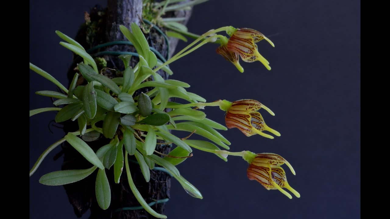 Миниатюрная масдеваллия - Masdevallia (Pteroon) hoeijeri