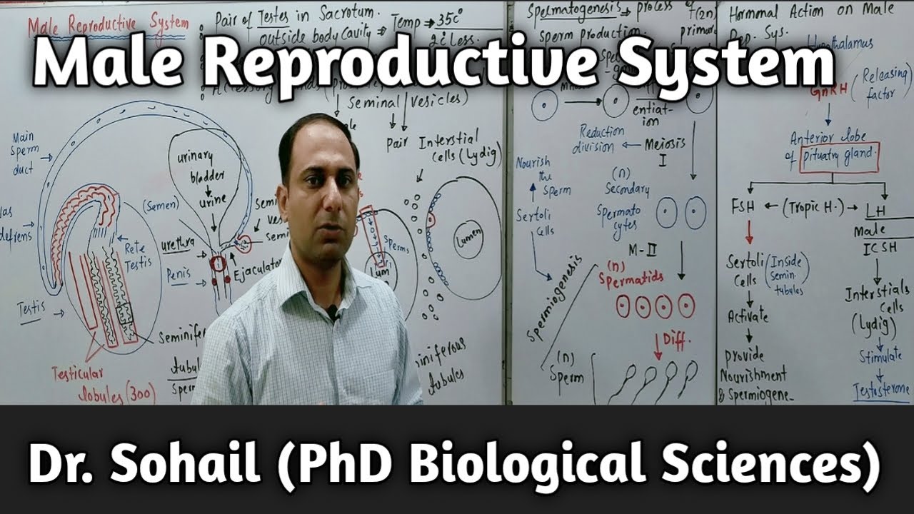 Male Reproductive System | Spermatogenesis | Role of Hormones | MDCAT Biology | 12th Biology
