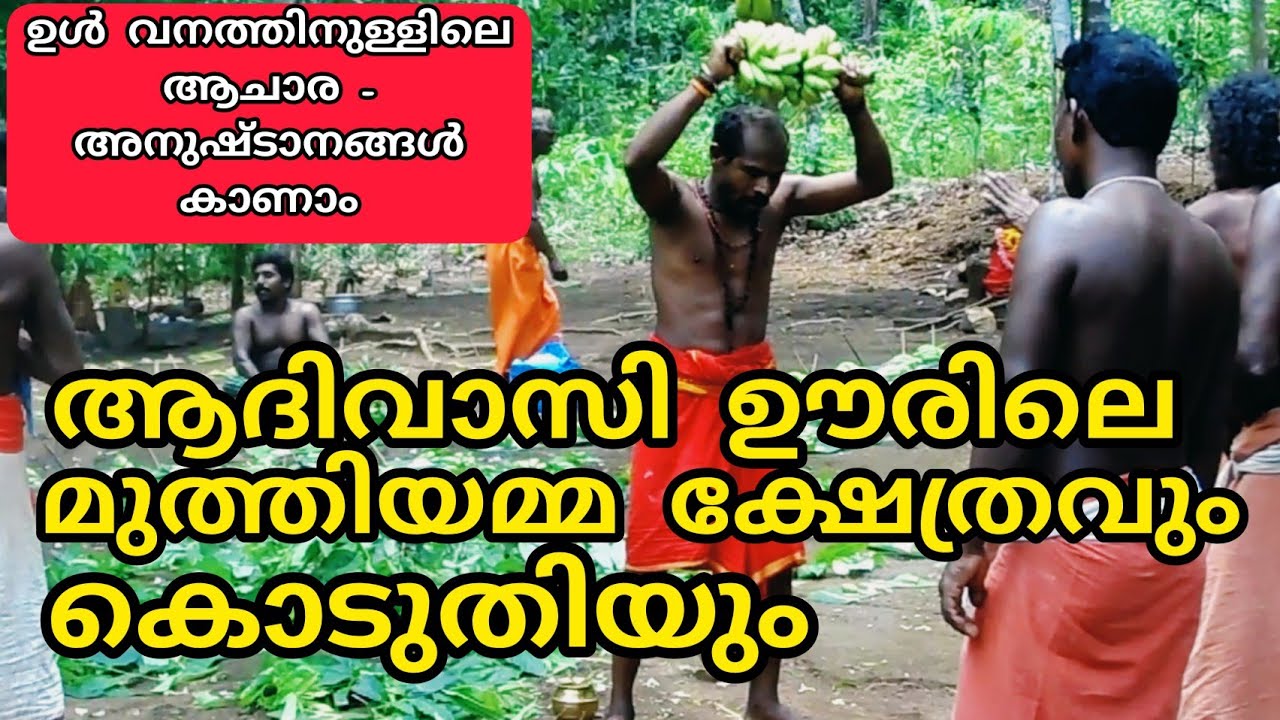 ആദിവാസി ഊരിലെ മുത്തിയമ്മ ക്ഷേത്രവും കൊടുതിയും... Muthiyamma Temple.Tribel Festival.. Agasthyavanam..