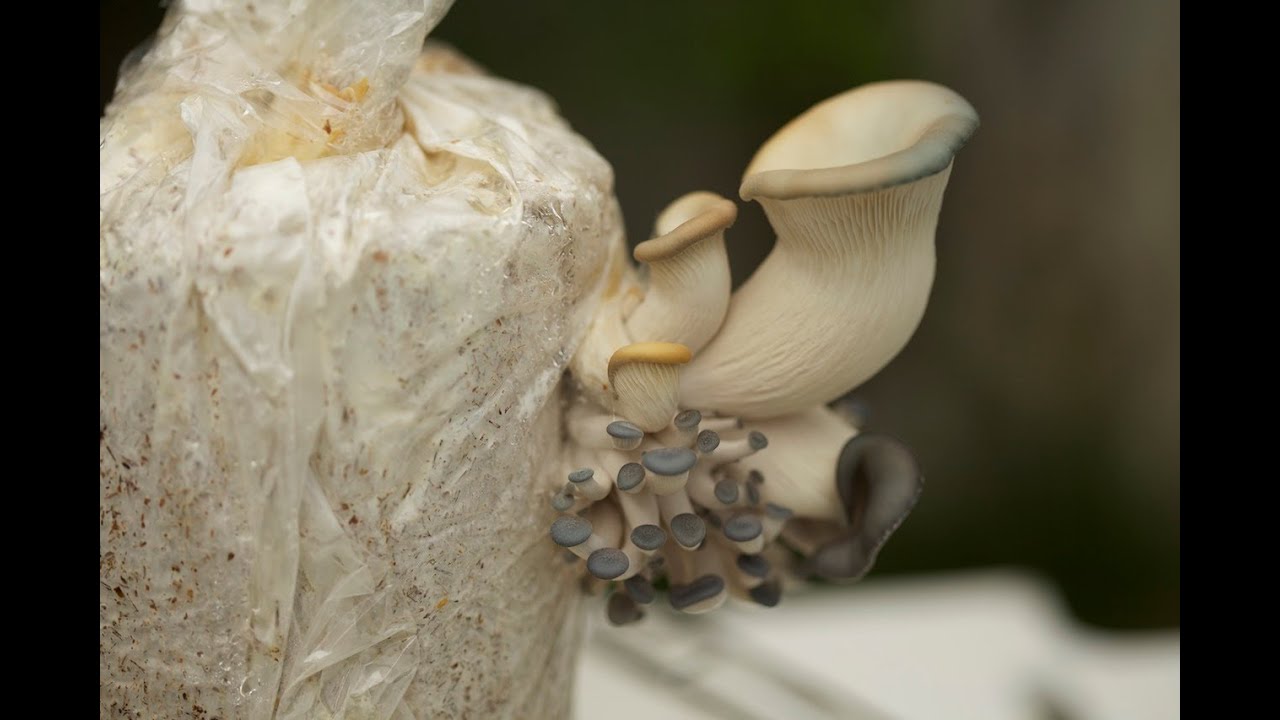 How To Grow Blue Oyster Mushrooms