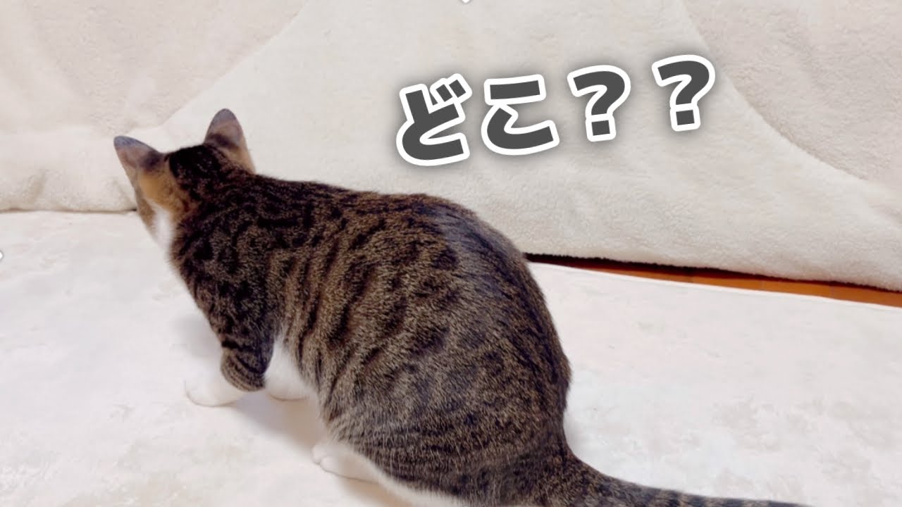 子猫と子猫が「かくれんぼ」をし始めました。#ネコ #ねこ #ねこのいる生活 #猫 #猫のいる暮らし #猫動画 #こねこ #保護猫 #サビ猫 #ペット #動物 #pets #pet 