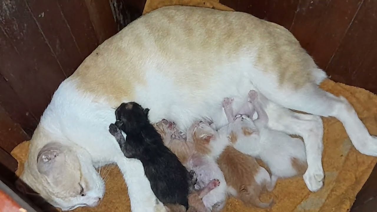 Mom cat is very tired while feeding milk for her newborn kittens 