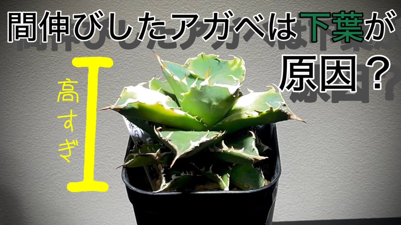 【アガベ】フォルムを崩している下葉ってどうしてますか？