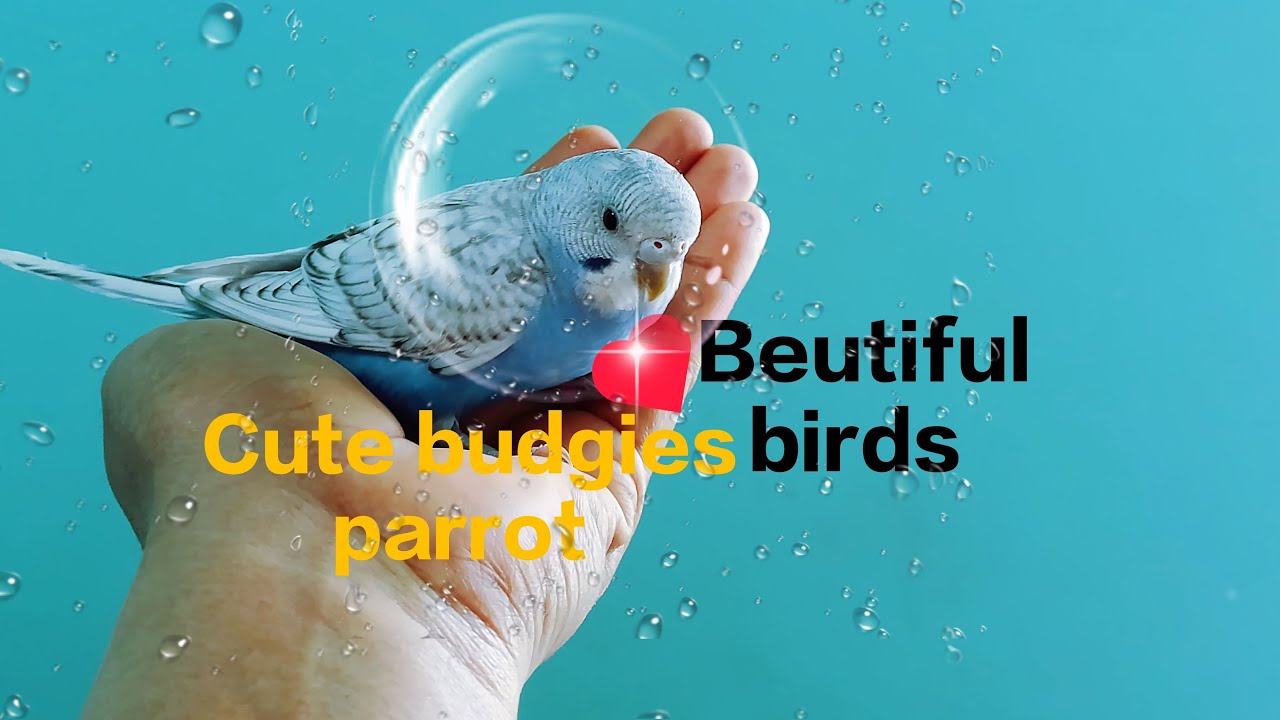 Welcome dosto 🧡🤍💚🙏🦜 # mitthu and lalli shorts live hai 🤗# Radhe Radhe all 🙏🐦♥️🦜