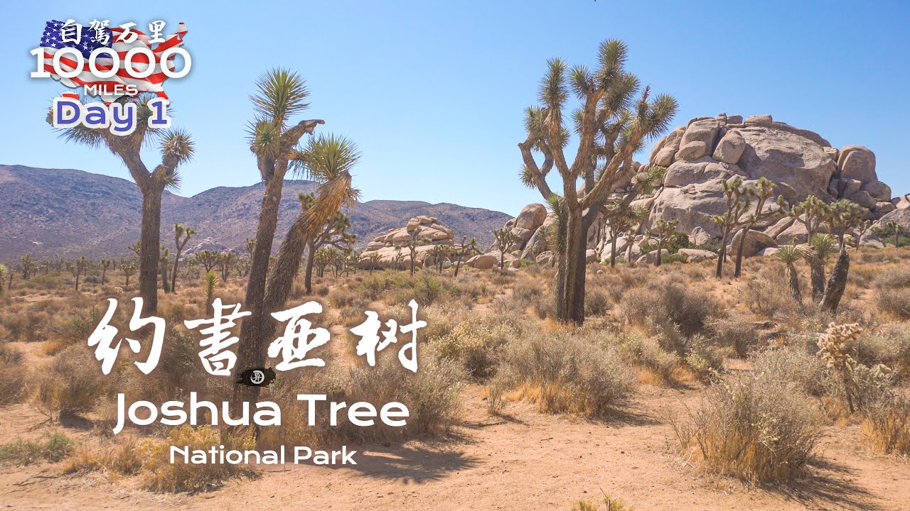 环美自驾一万英里第1天—自驾加州约书亚树国家公园Joshua tree national park California Day 1 Road Trip in USA 4K