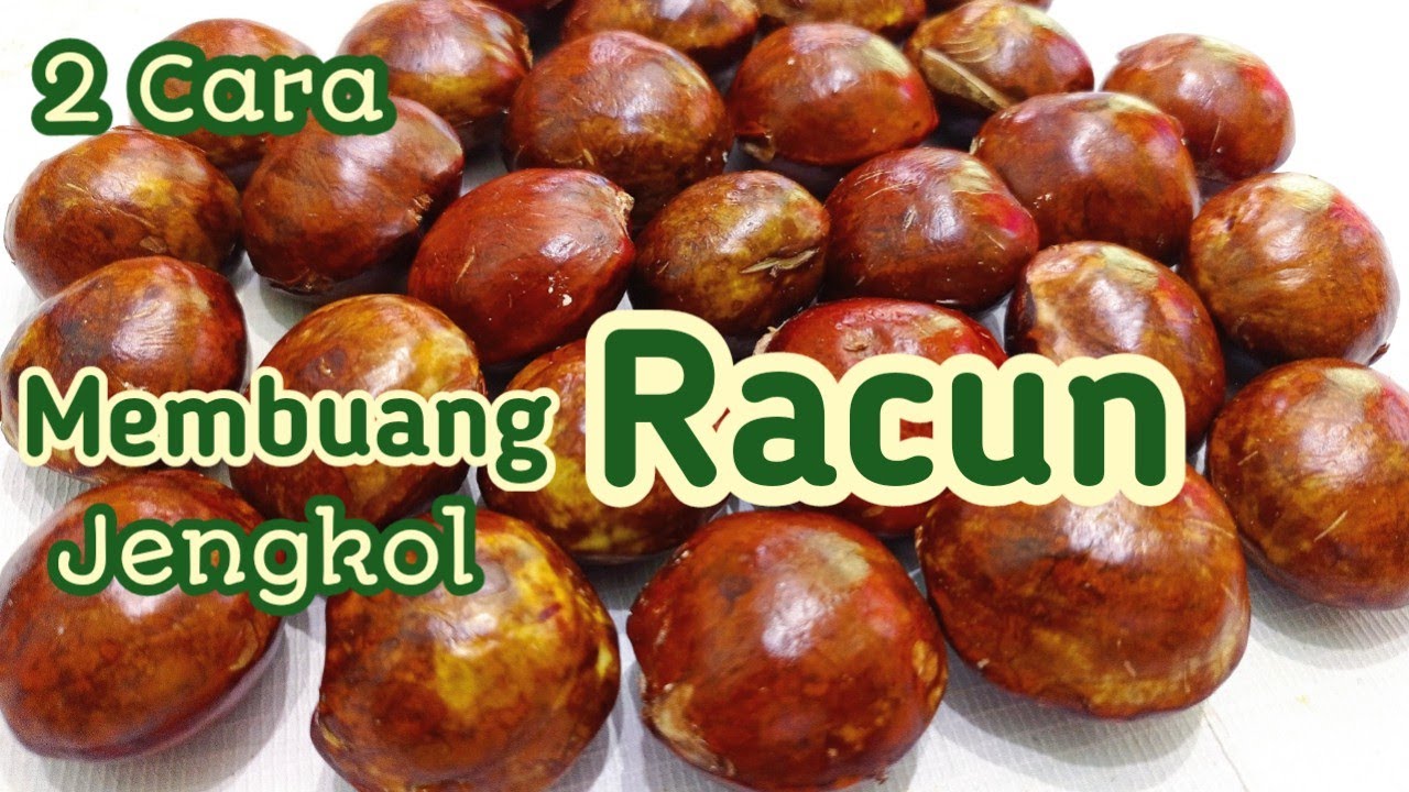 Cara Membuang Bau Jengkol | Racun Jengkol | Getah Jengkol #jengkol