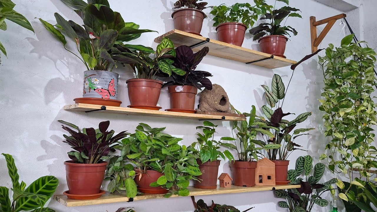 🌿 Um Cantinho da Garagem que Ganhou Vida com Plantas