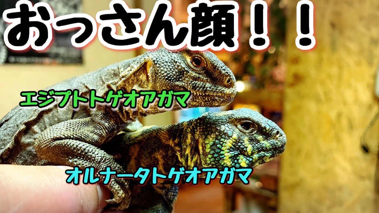 【爬虫類】高額なトゲオアガマ達！！モルフが素晴らしい！！