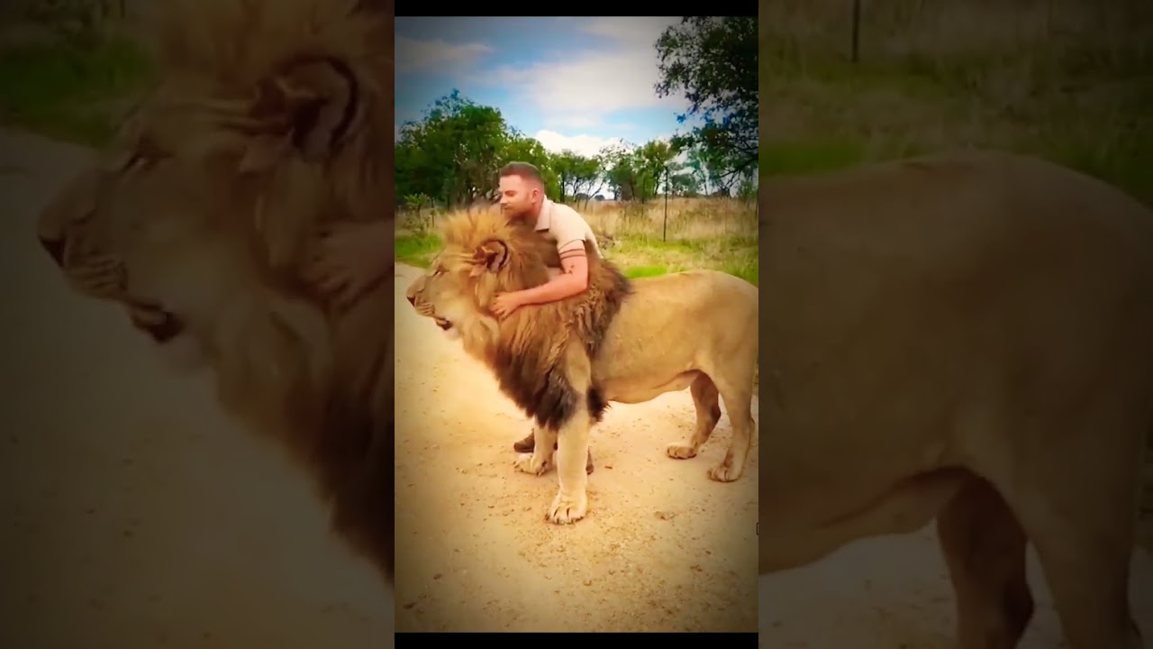 @animalsworld2350 @WorldOfAfricaTV #africansavannah he loves me more then other's #facts 🦁