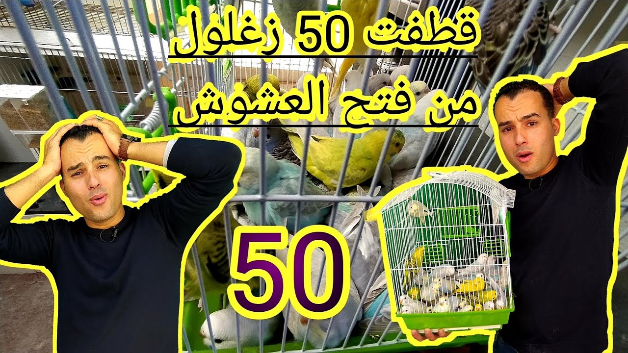 فتح عشوش البادجي من أجل قطف الزغاليل 🐦🐦