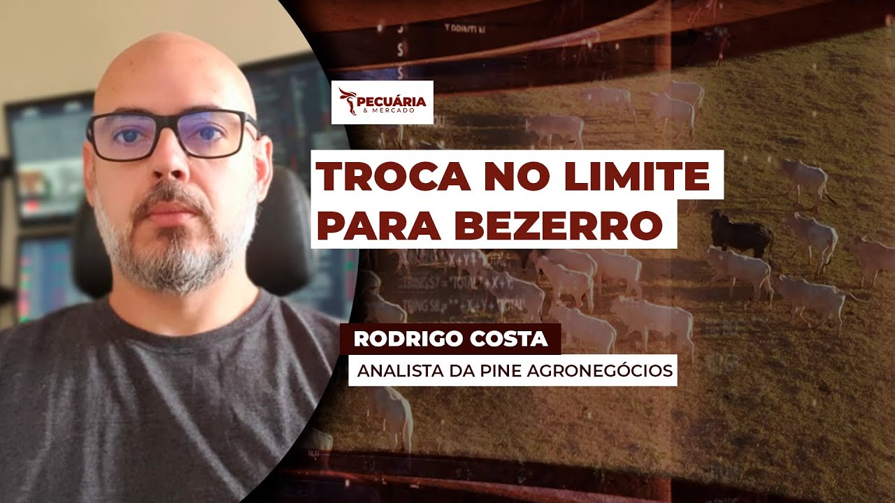 Ágio do bezerro já se aproxima dos 30%, ponto crítico para reposição do rebanho; pecuaristas devem..