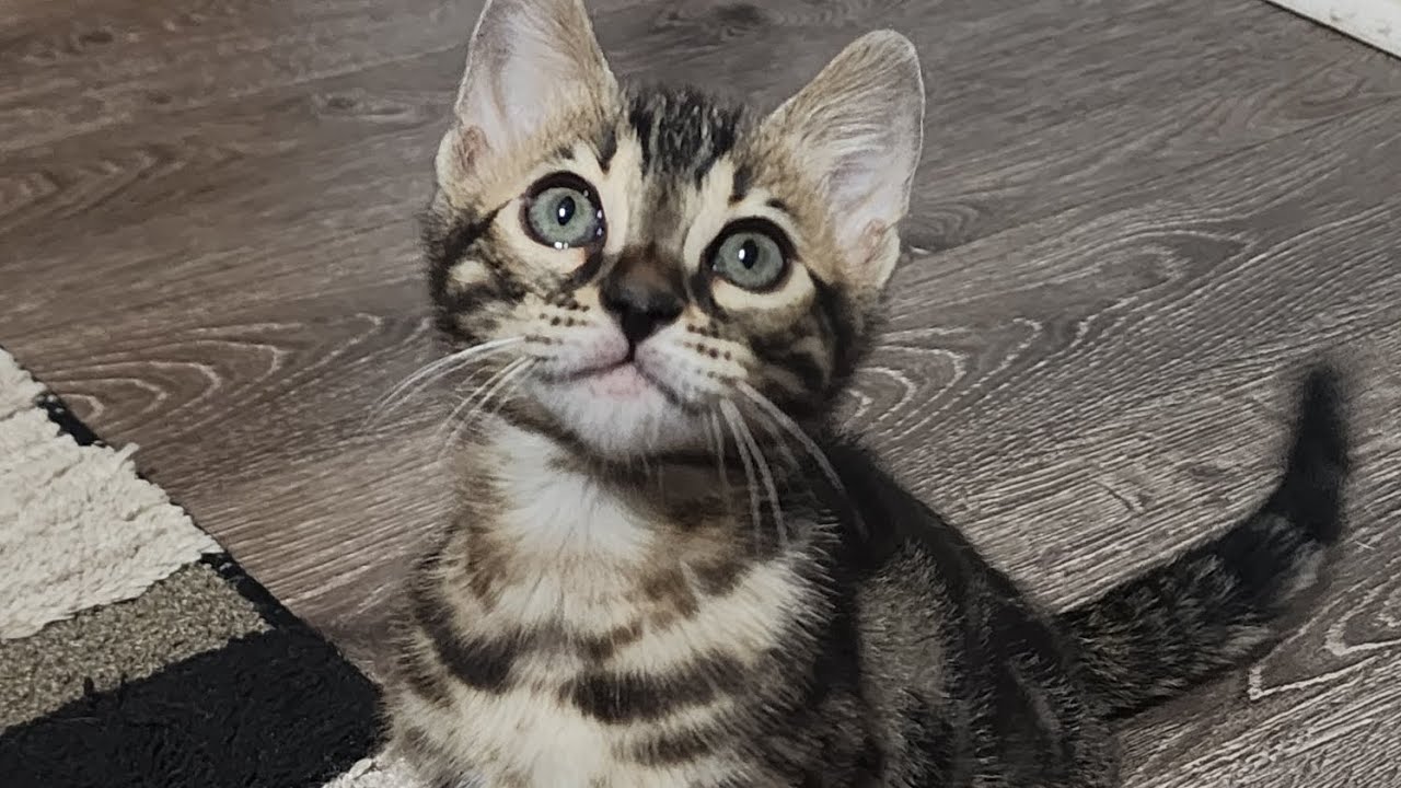 Alice 💙 aka Nala charcoal bengal kitten playing with teaser toy pt2 