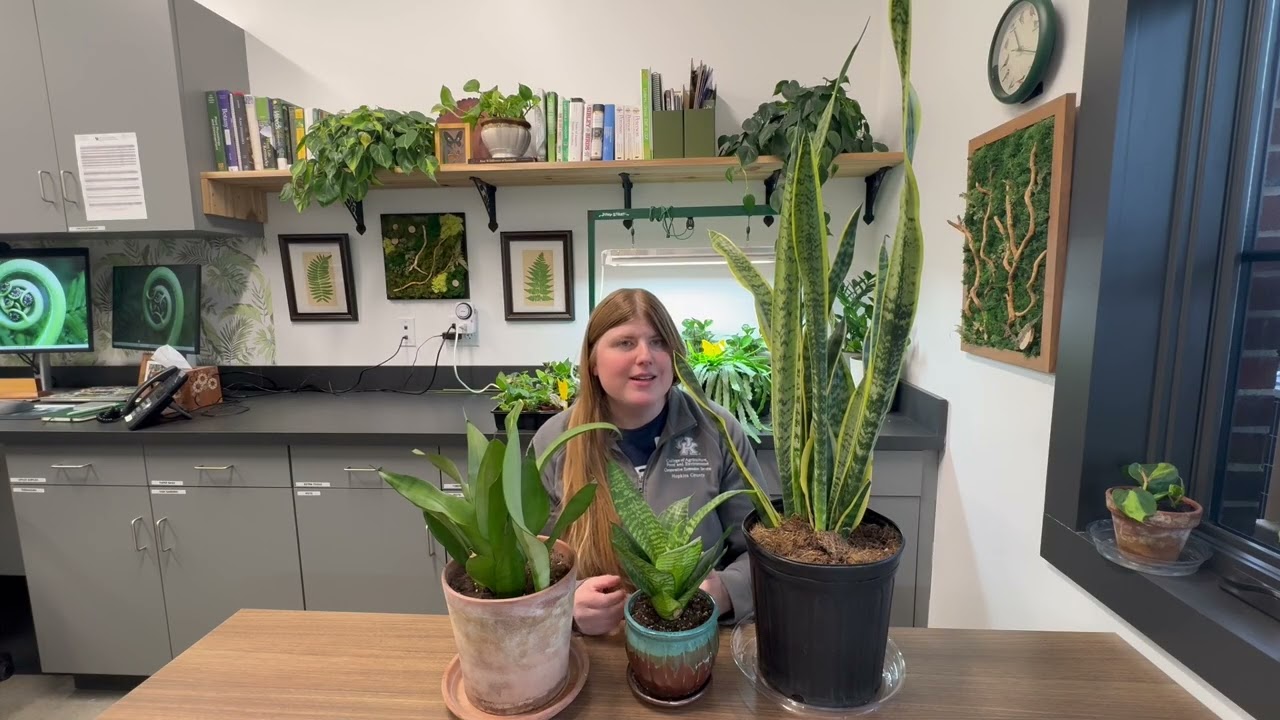 Snake Plants