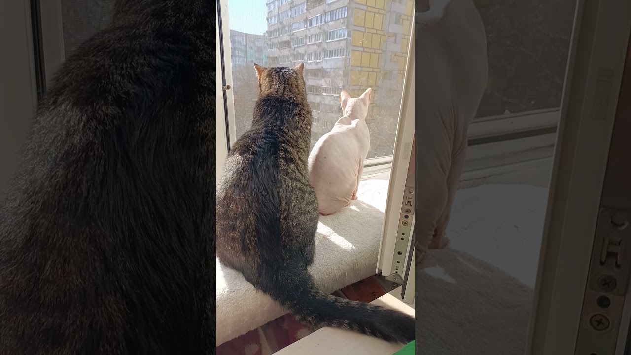 Открыл окошко котикам🌞🫶😸